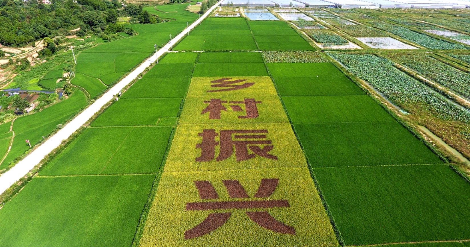 全面推进乡村振兴需从五方面着力